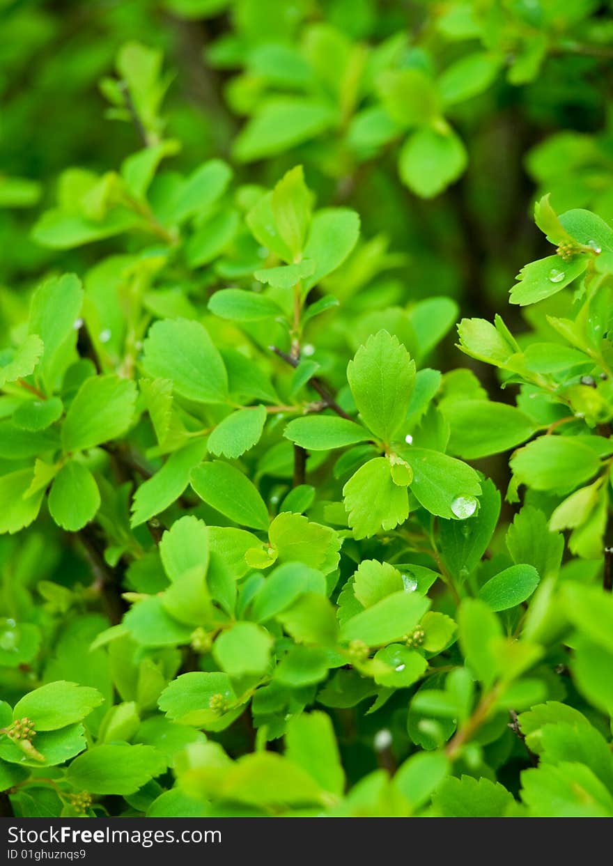 Close up of green leaves with drops