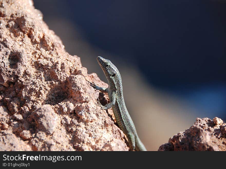 Lizard On Stone - Madeira Island