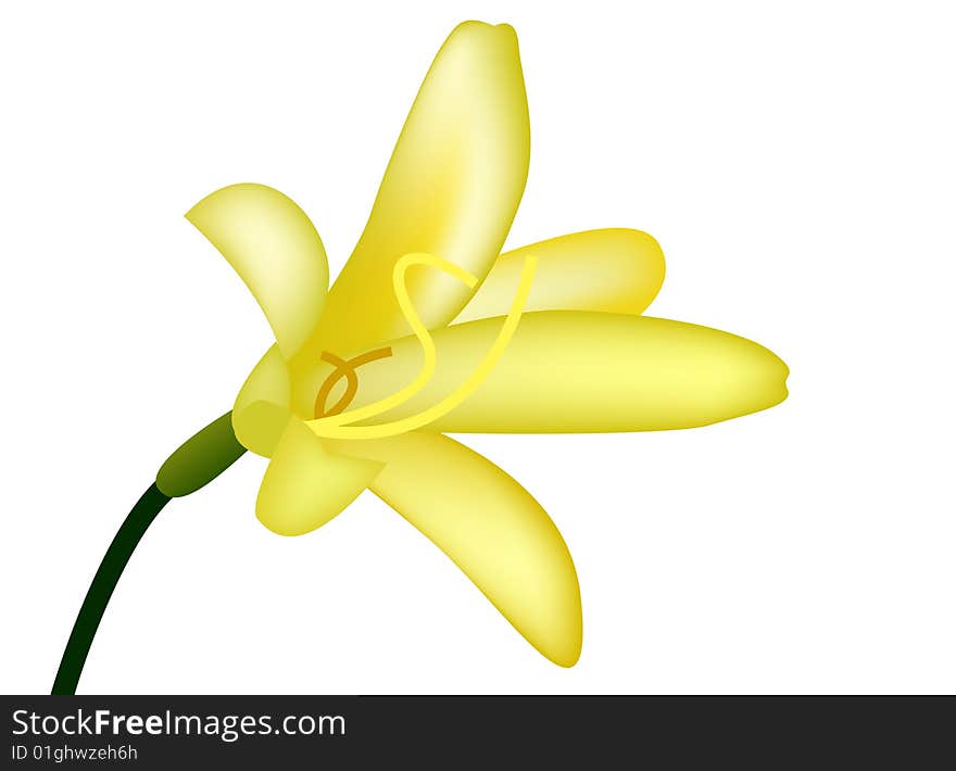 Yellow lily on white background, vector illustration