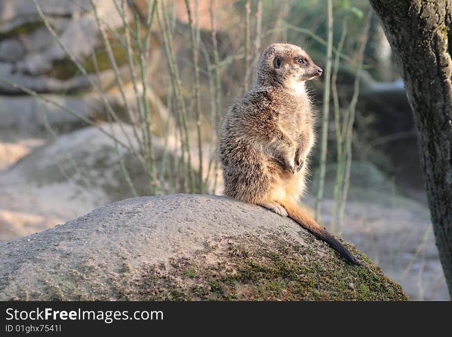 A meerkat suricat wait and watching for danger. A meerkat suricat wait and watching for danger