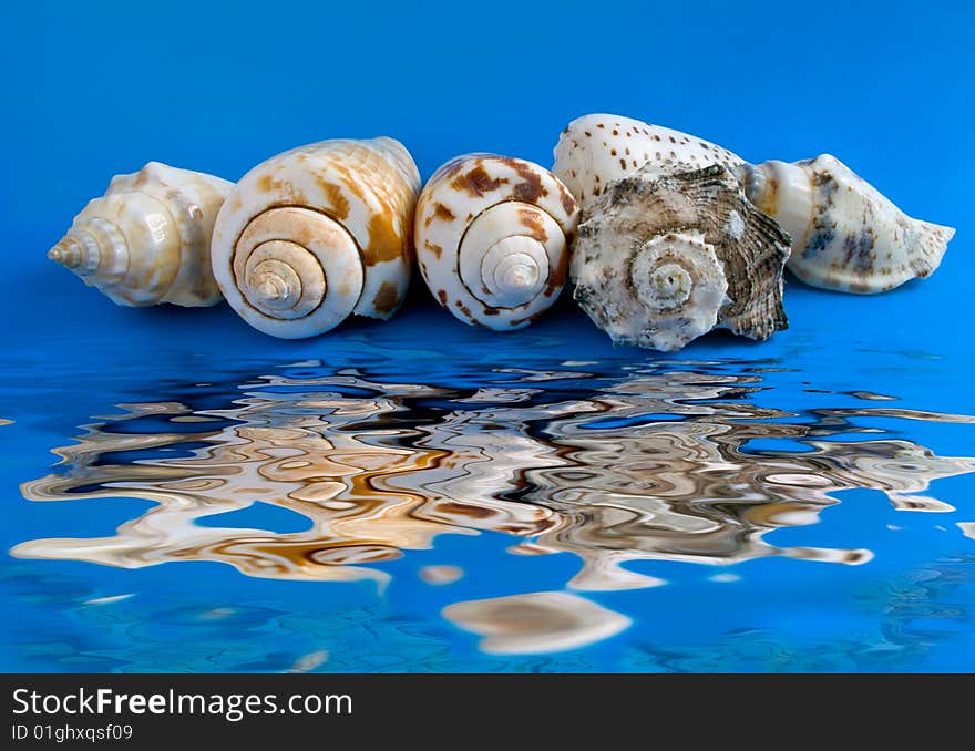 Sea bowls and reflexion in water. Sea bowls and reflexion in water