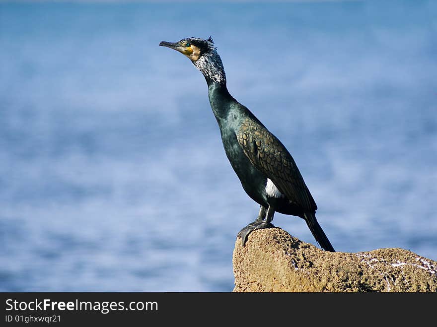 Cormorant.