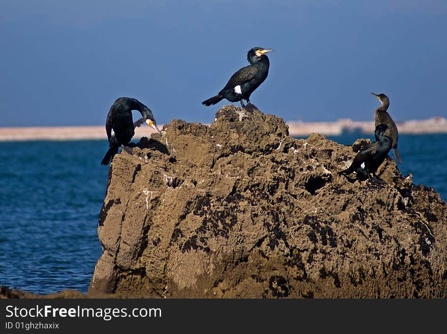 Cormorants.