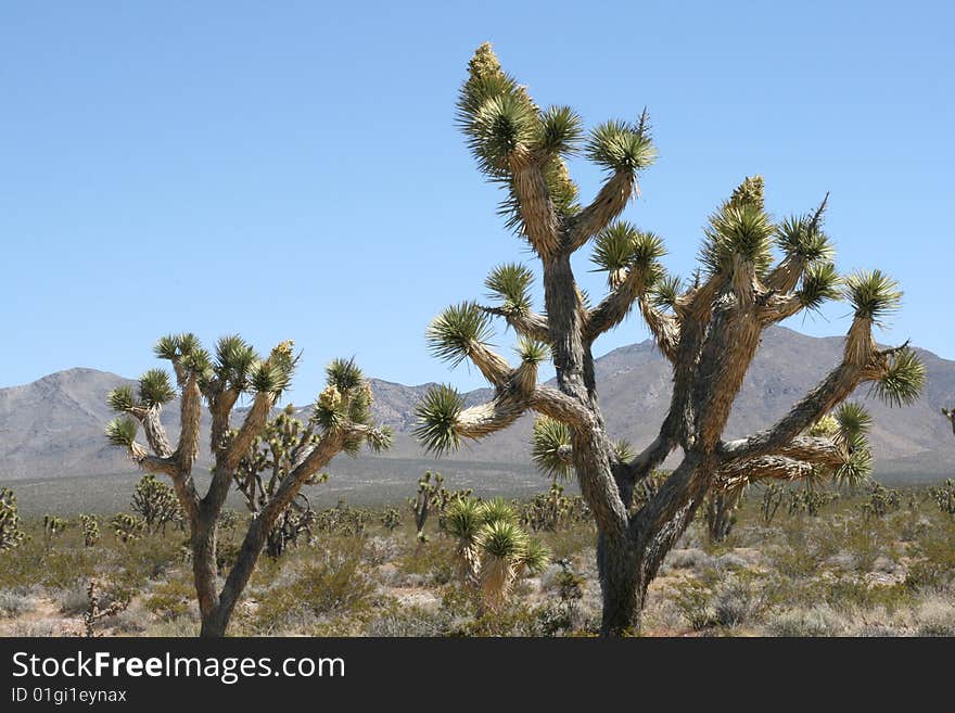 Joshua trees in Mojave Desert, California