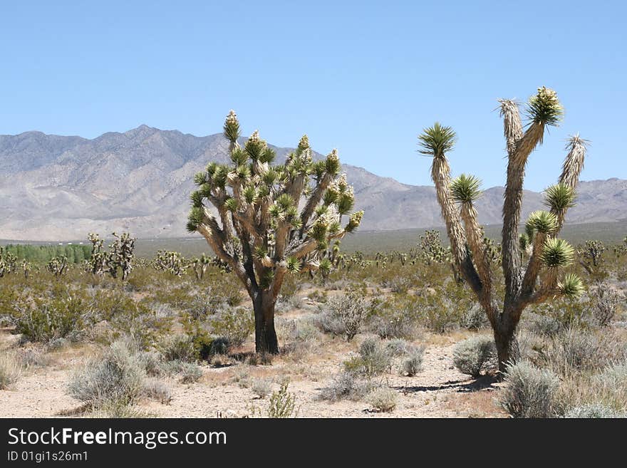 Joshua trees in Mojave Desert