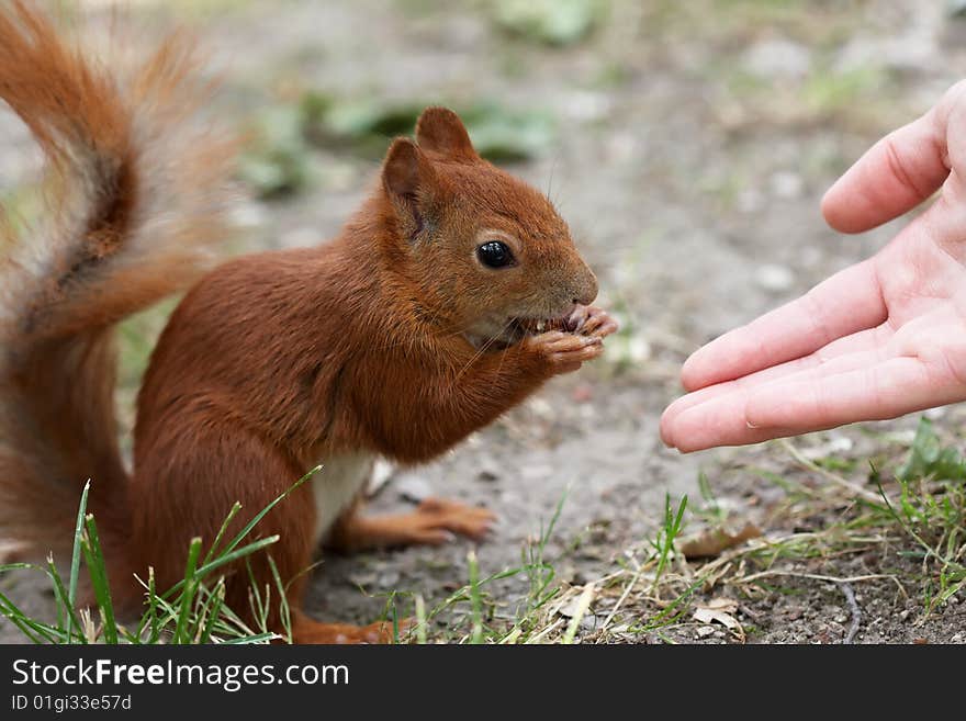 Squirrel eating hazelnut, close up