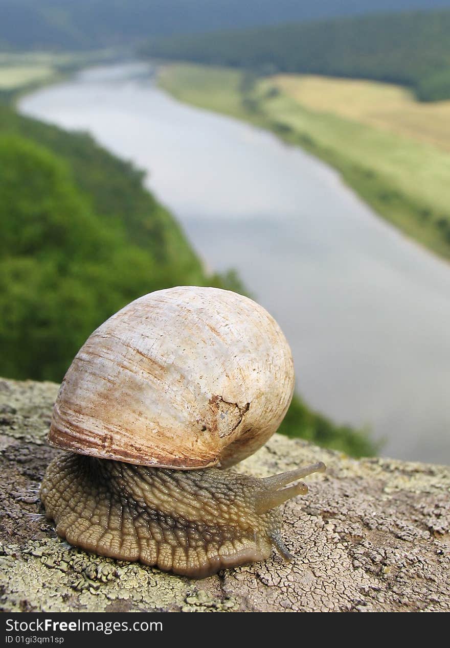 Snail on the rock after long way