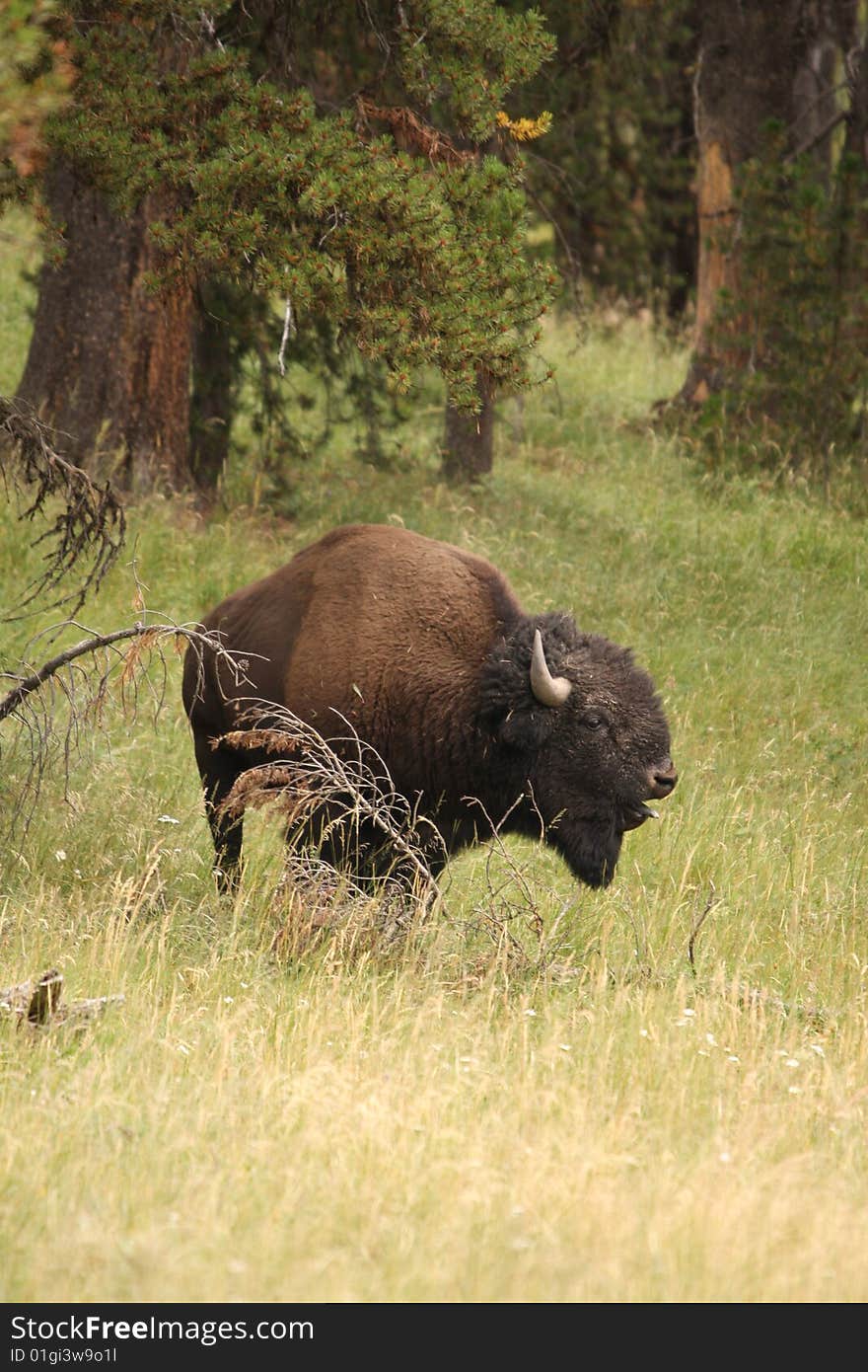 Bison in Yellowstone