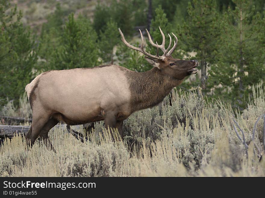 A bull elk in Yellowstone National park. A bull elk in Yellowstone National park