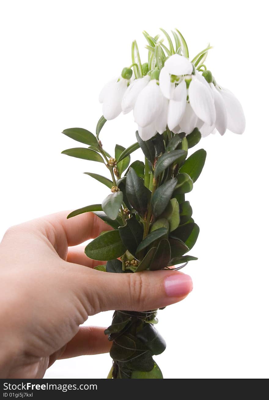 Hand giving snowdrops