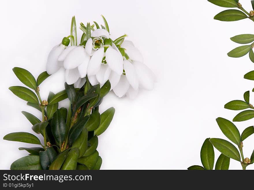 Congratulatory form with snowdrops.