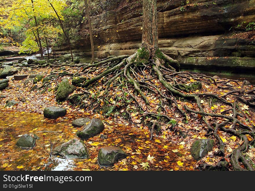 Tree roots and boulders