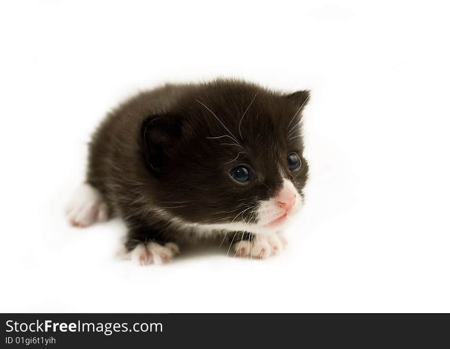 Macro image of 2 week old kitten,focus on head. Macro image of 2 week old kitten,focus on head.