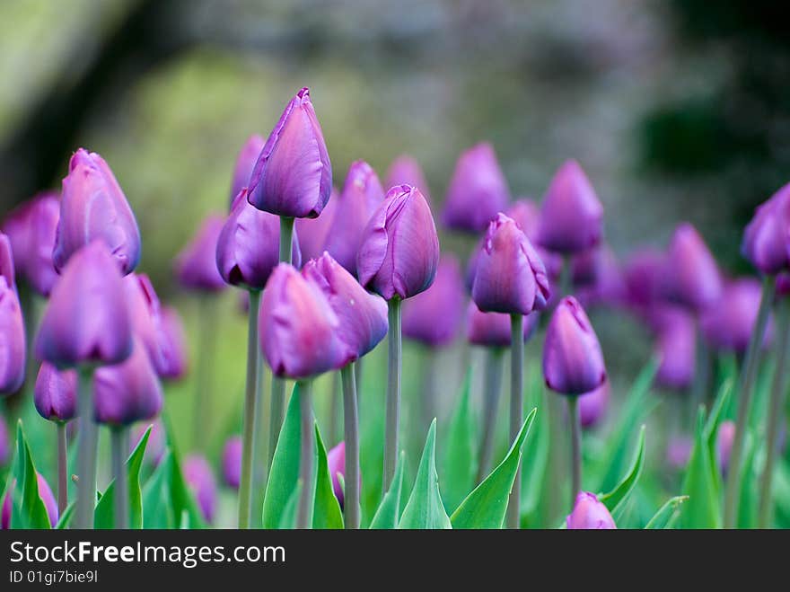 Purple Tulips