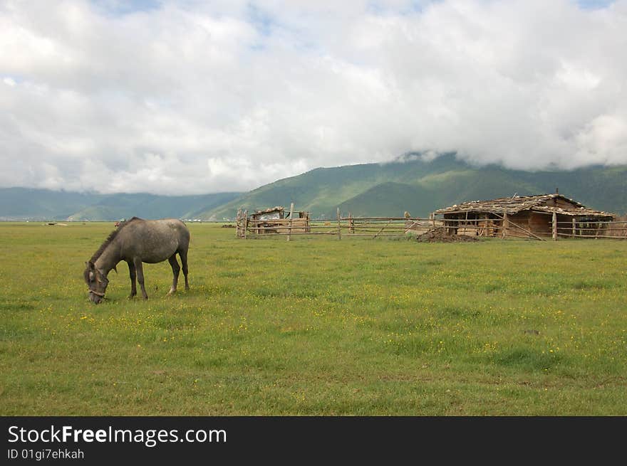 A horse grazes on a farm lawn. A horse grazes on a farm lawn