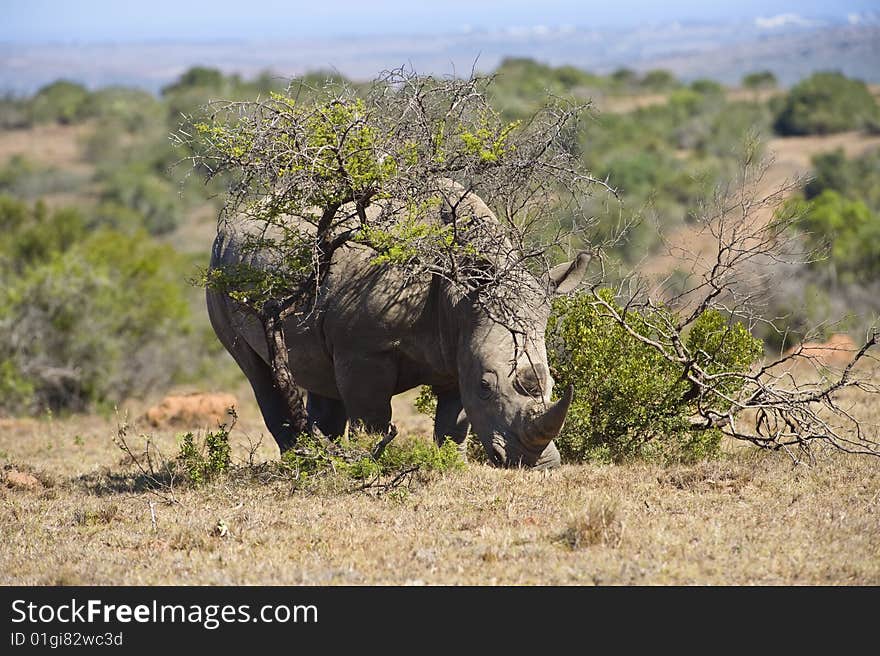 Danger Rhino