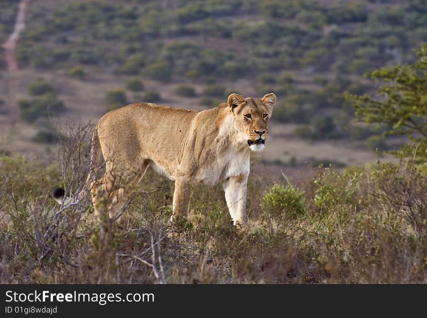 A hunting lioness stops to look for prey animals. A hunting lioness stops to look for prey animals