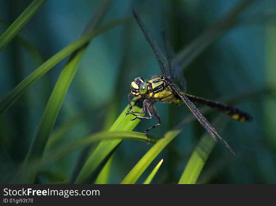 On a photo macro Dragonfly