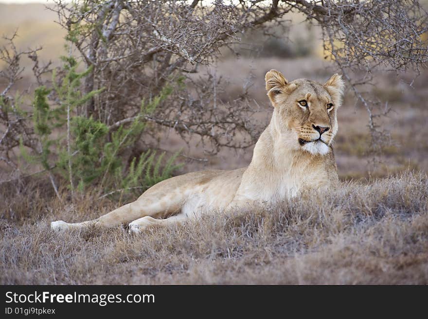 A lioness relaxes at sunset. A lioness relaxes at sunset