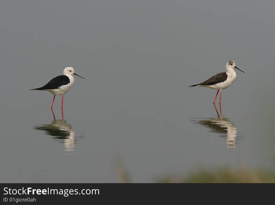 Black-winged Stilt