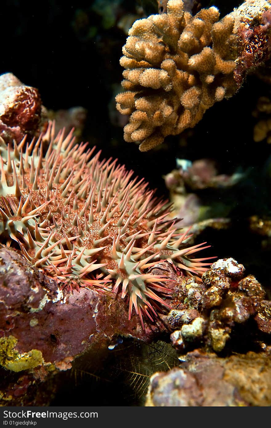 Crown-of-thorns starfish (acanthaster planci) taken in the red sea.