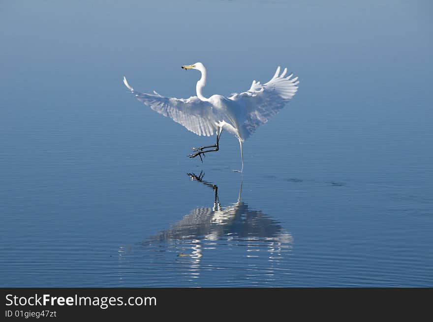 Heron with fish in beak with a nice reflection in blue water. Heron with fish in beak with a nice reflection in blue water.