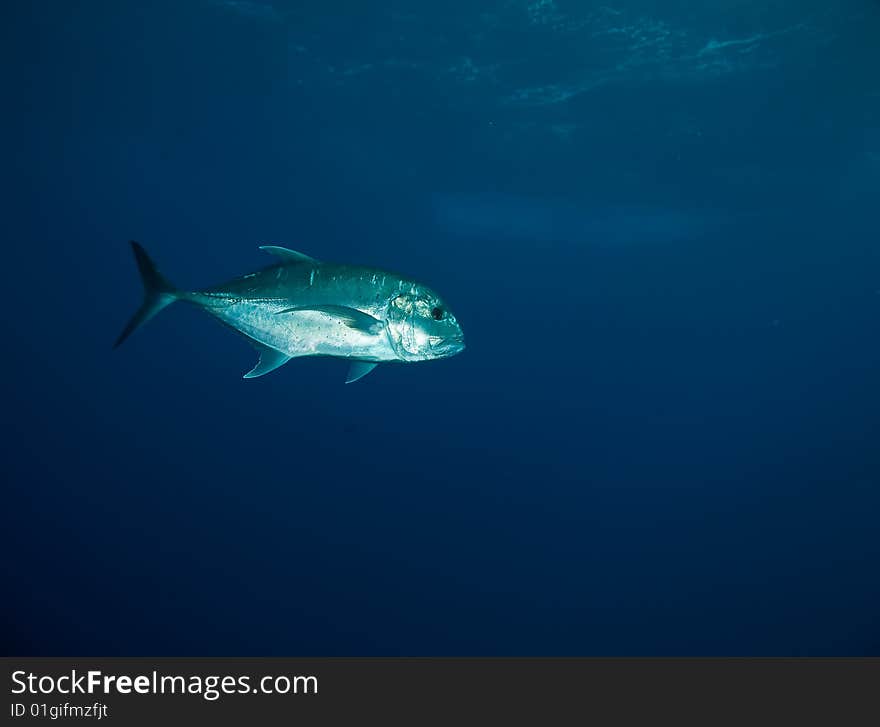 Giant trevally