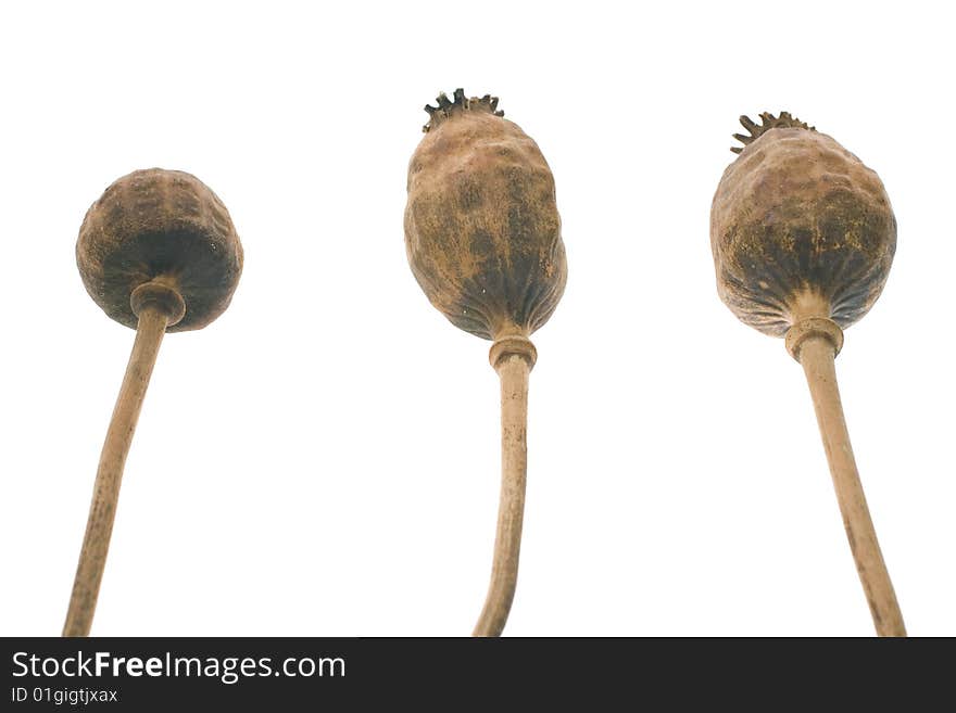 Tree dried poppy heads on white background