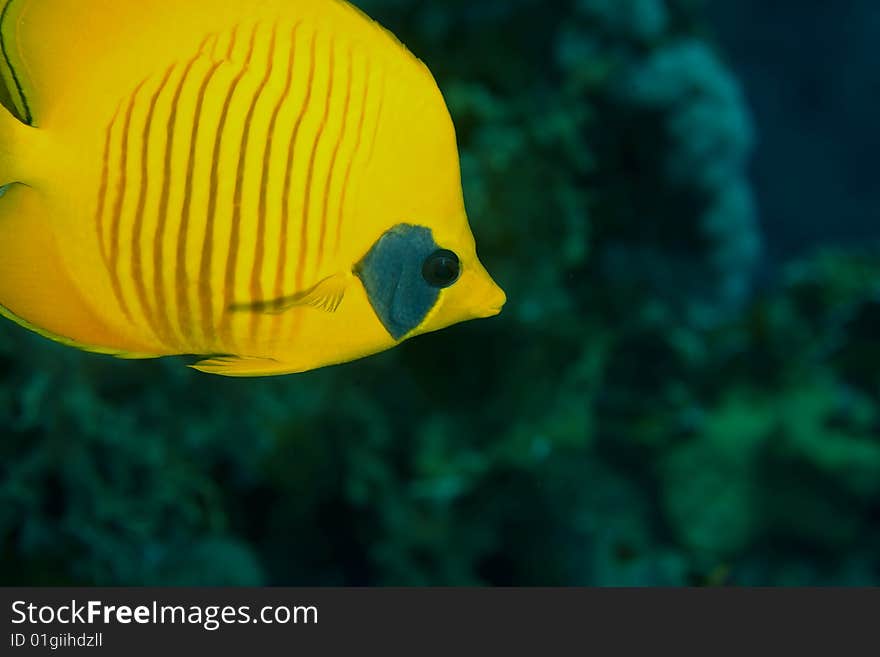 Masked Butterflyfish