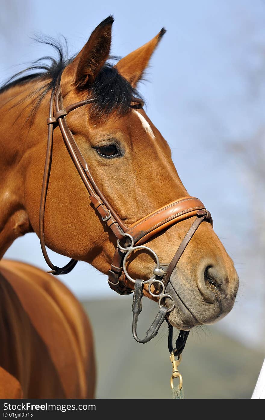 Portrait of beautiful red horse