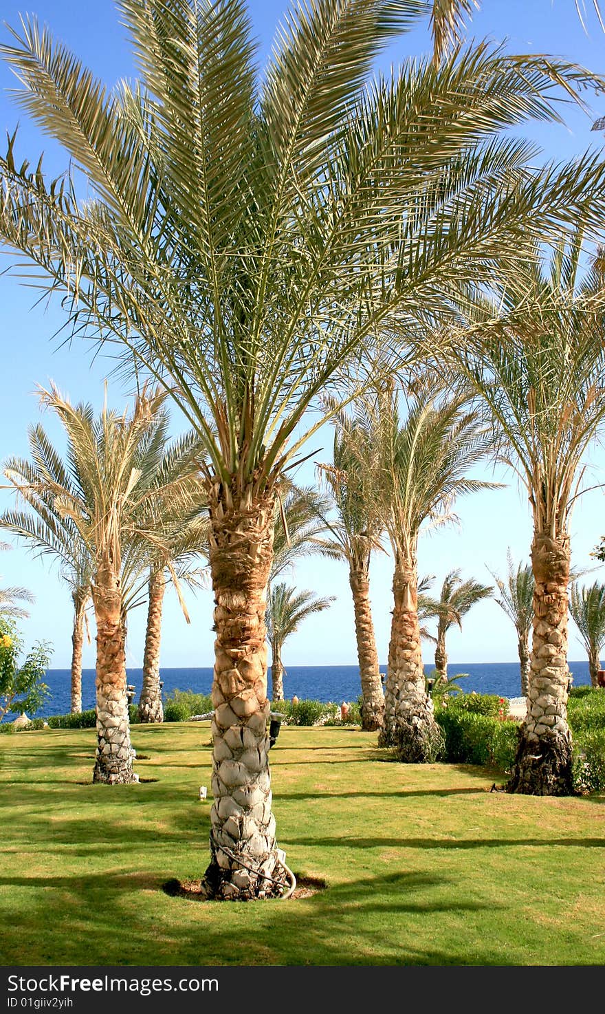 Palms in hotel Makadi bay