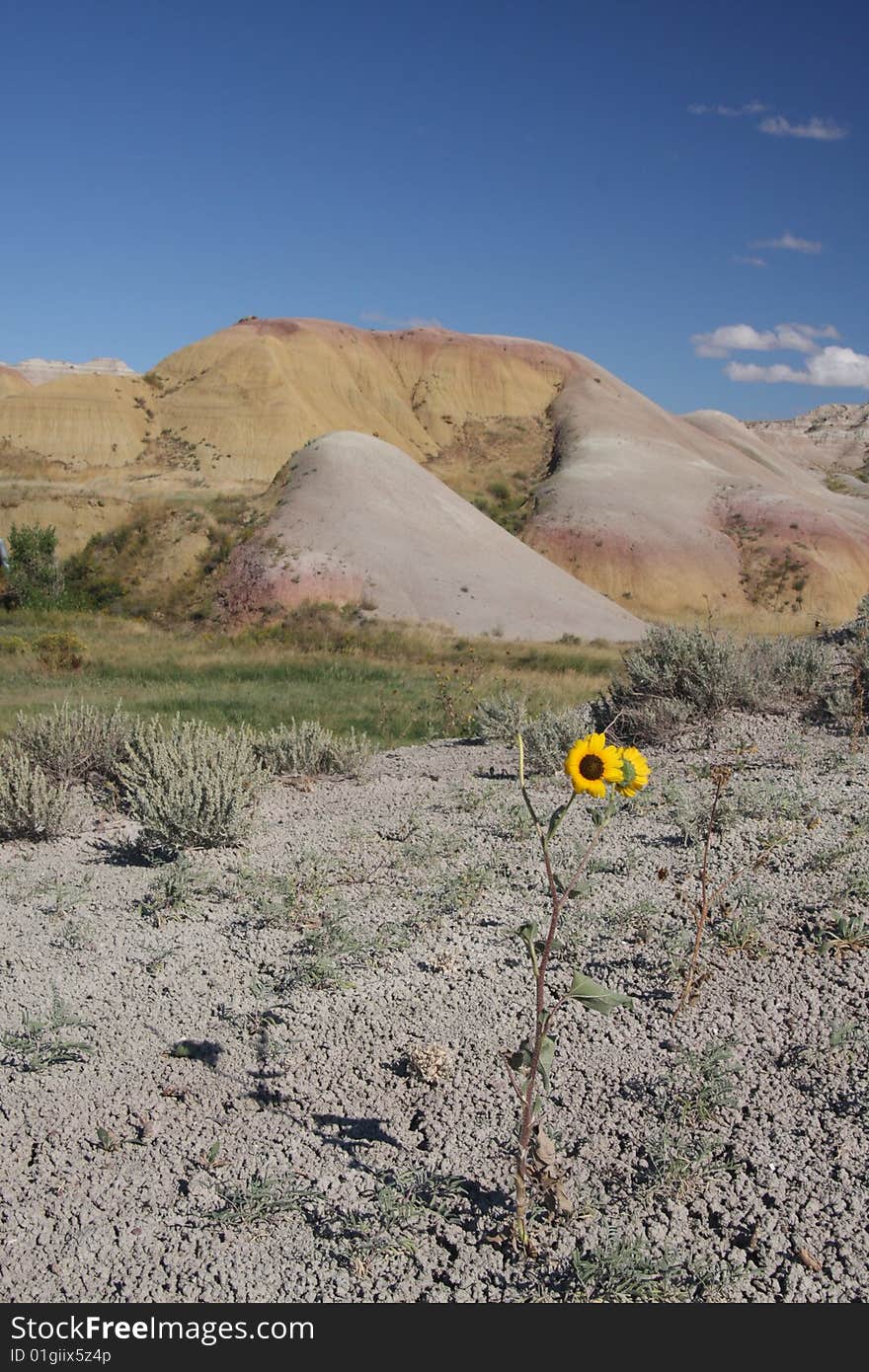 Wild sunflower in the Badlands National Park, SD. Wild sunflower in the Badlands National Park, SD