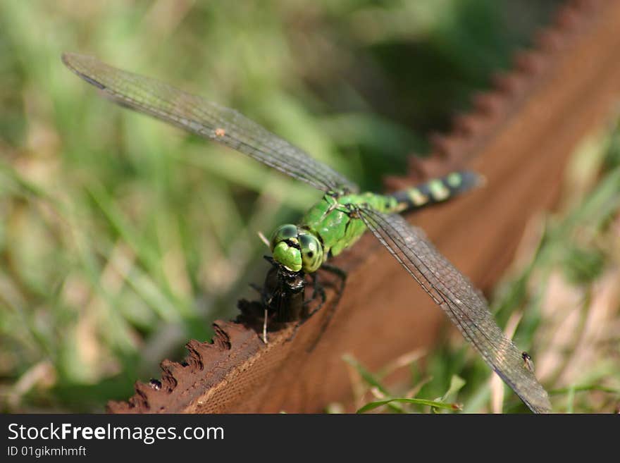 A green dragonfly that has lit on a piece of belting material