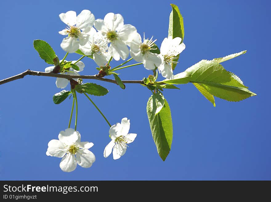 Photo of a branch of a cherry tree on a background of the dark blue sky