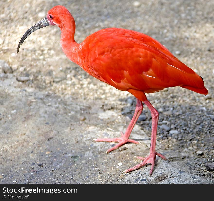 Scarlet ibis 4