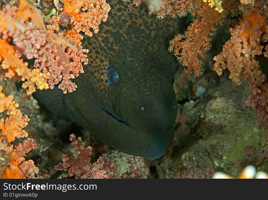 Giant moray