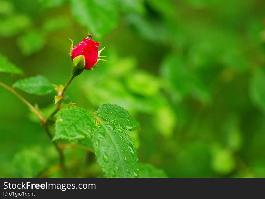 A close-up of a red rose