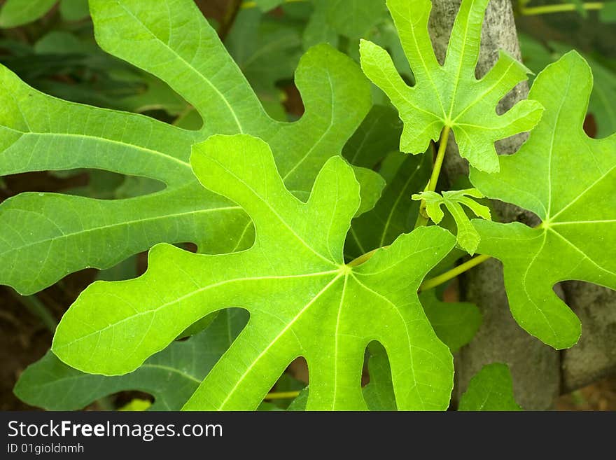 Finger leaves