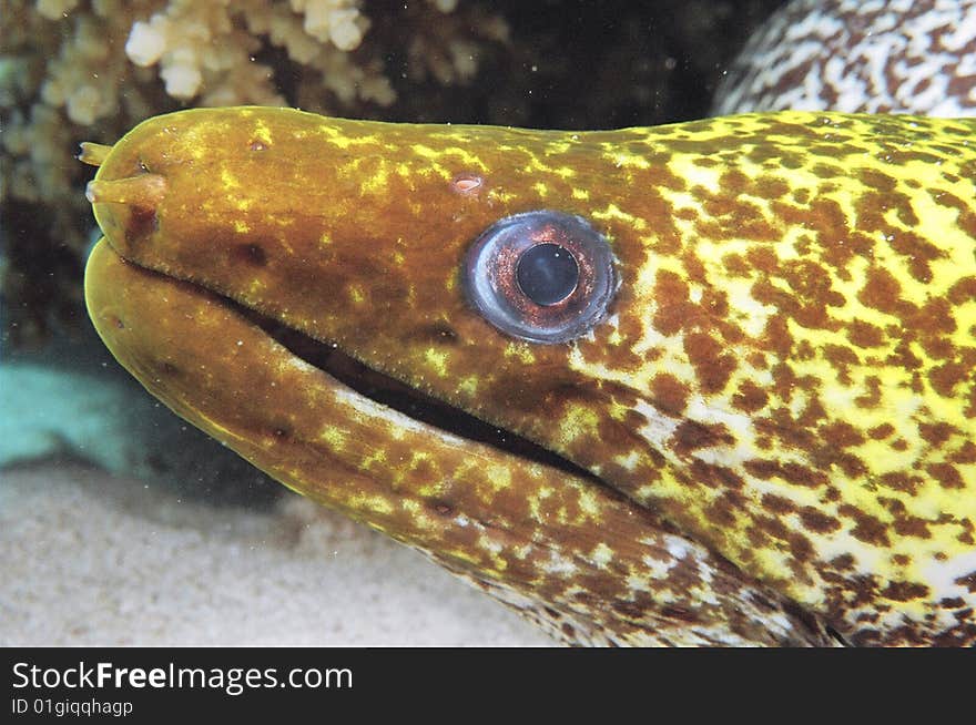 Moray Eel In Red Sea