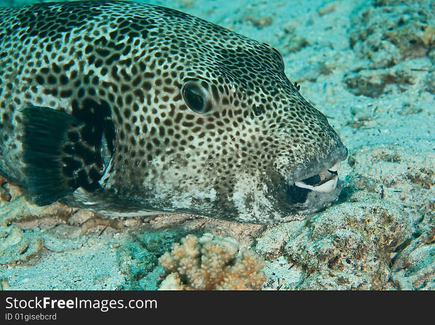 Starry puffer