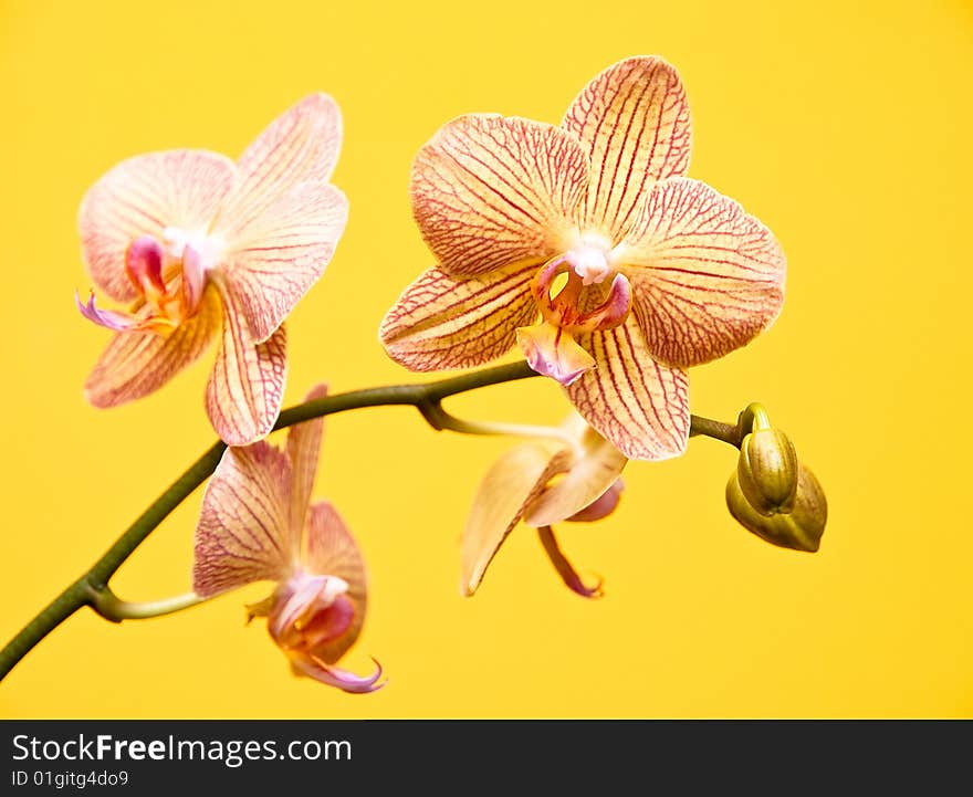 An orchid composition against a yellow background.