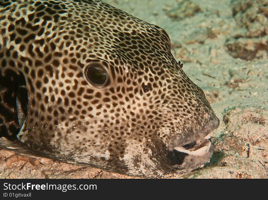 Starry Puffer