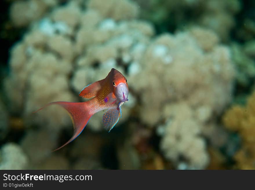 Lyretail Anthias