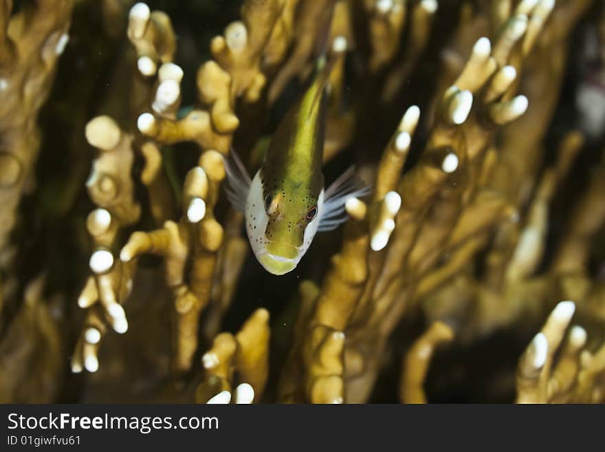 Freckled Hawkfish