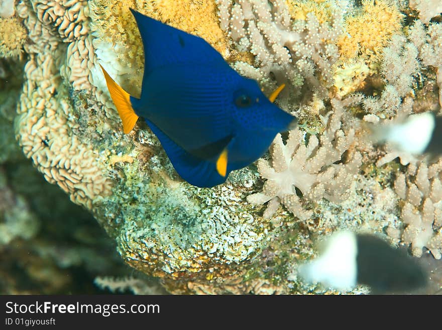 Yellowtail tang juv. (zebrasoma xanthurum)taken in the red sea.