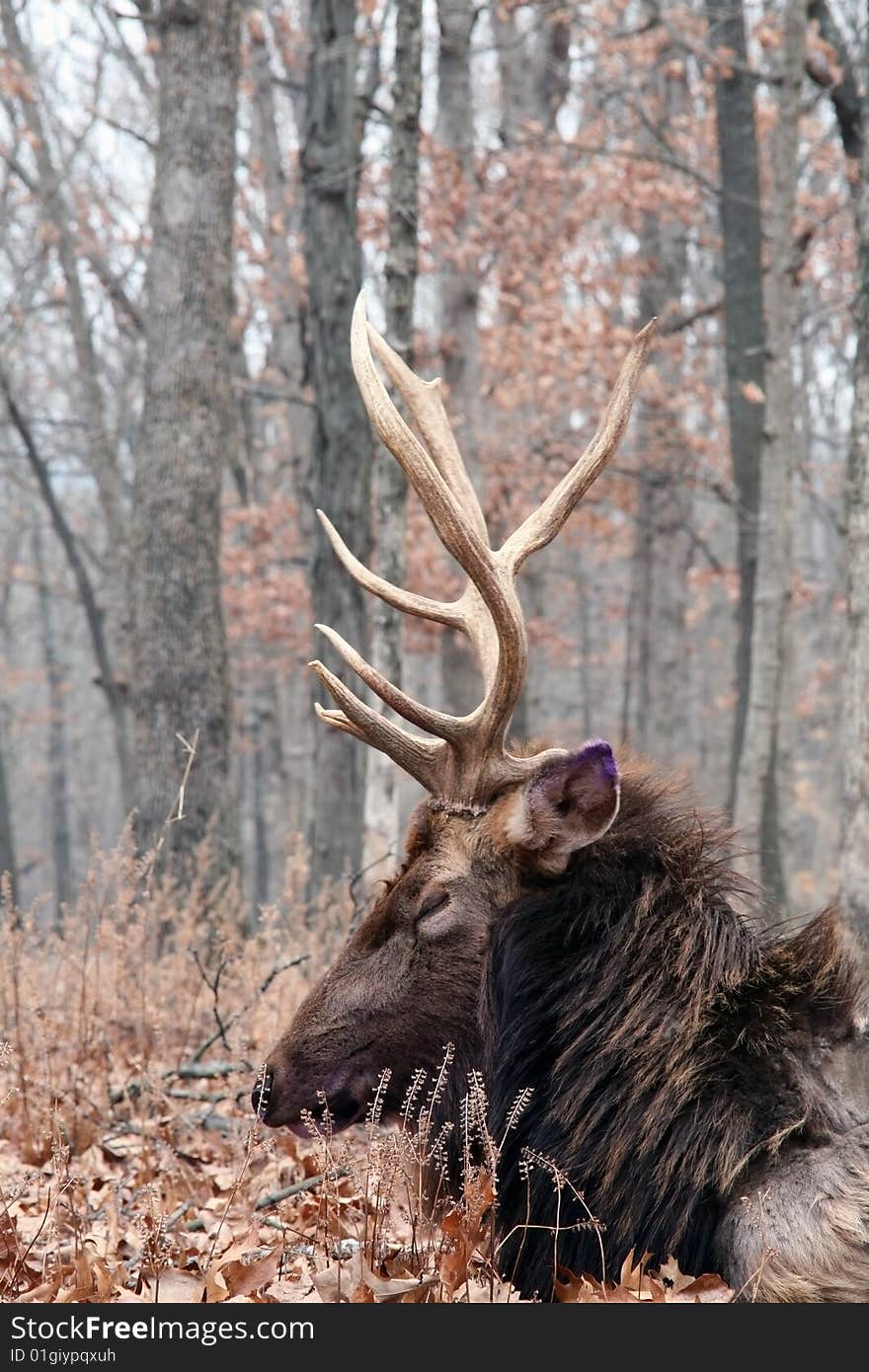 Bull elk