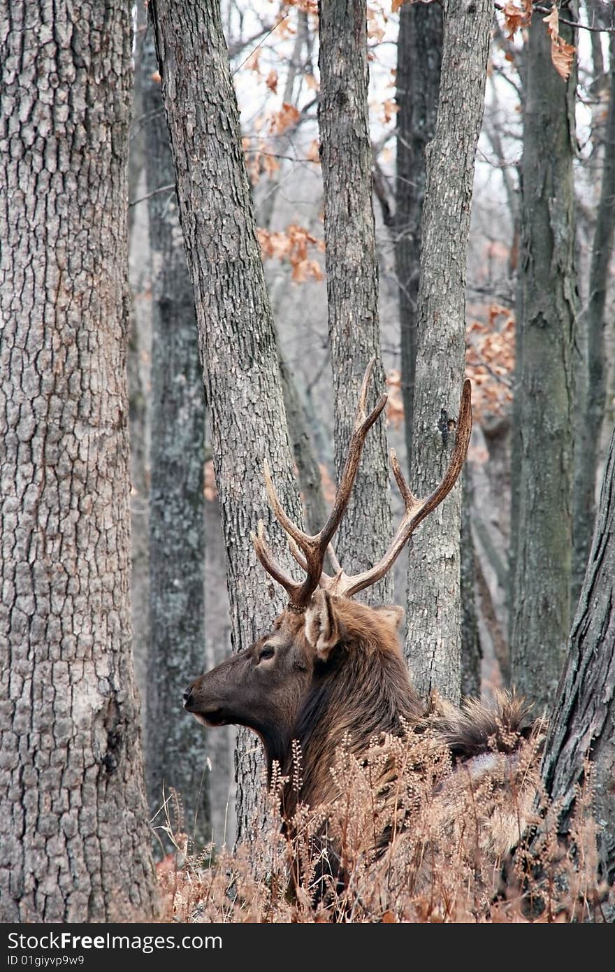 Bull elk