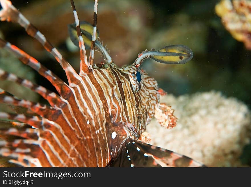 Yellowtail tang juv. (zebrasoma xanthurum)taken in the red sea.