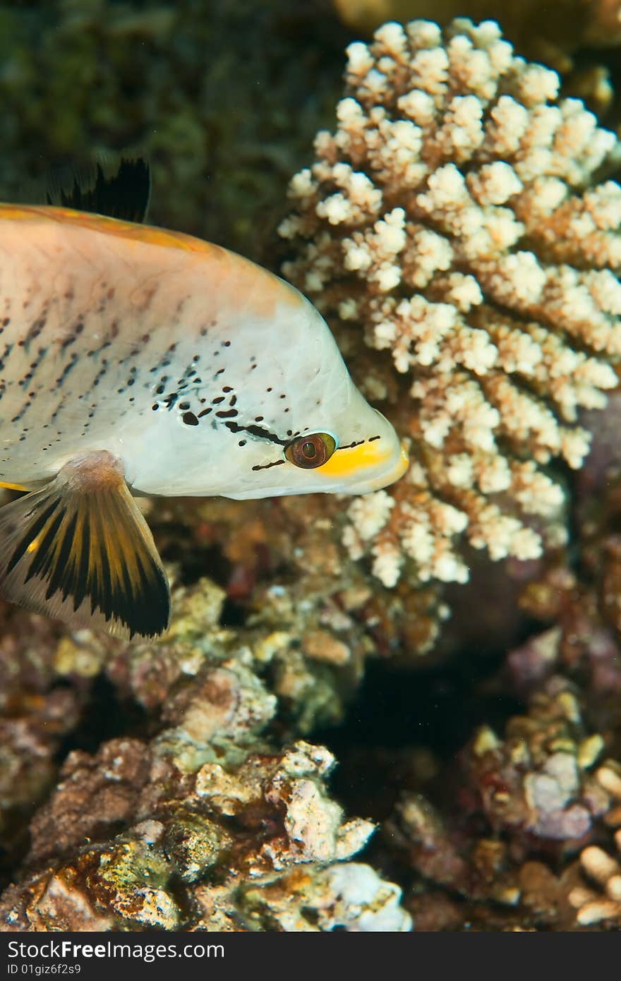 Slingjaw Wrasse