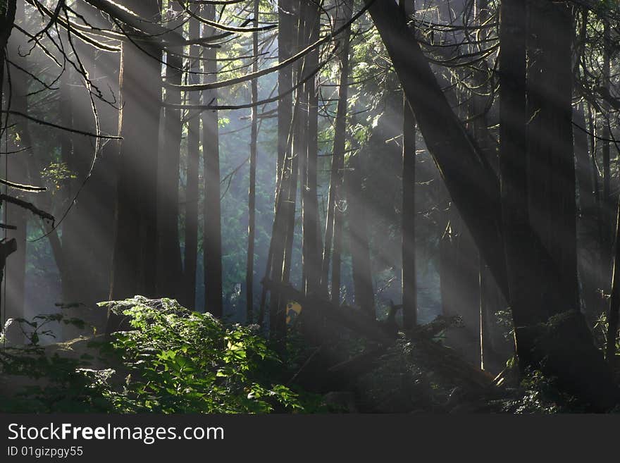 Morning Light in the Woods